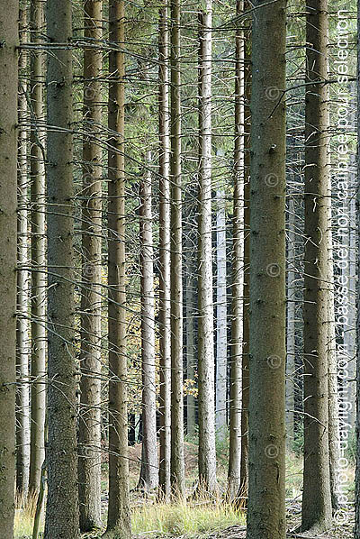 bois en automne